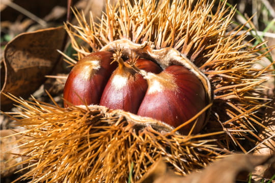 HIDROLISADO DE CASTANHA