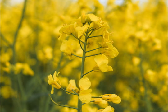 ALCOL DI BRASSICA