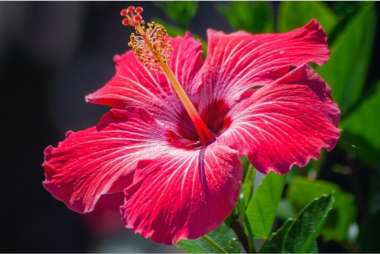 HIBISCUS FLOWER EXTRACT