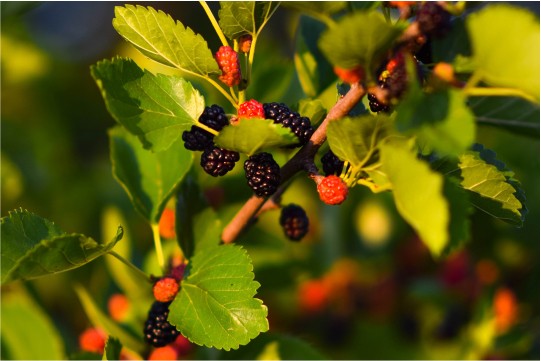BLACK MULBERRY EXTRACT