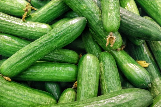 CUCUMBER SEED EXTRACT