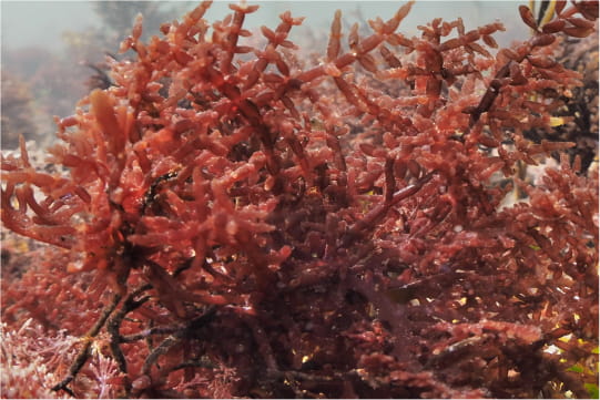 HIMANTHALIA ELONGATA SEAWEED EXTRACT.