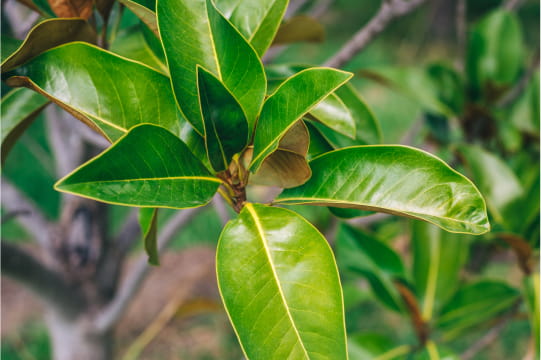 ESTRATTO DI FOGLIE DI GUAVA