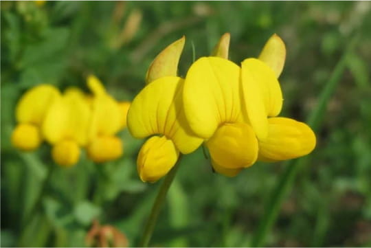 ESTRATTO DI FIORI DI LOTUS MARITIMUS.