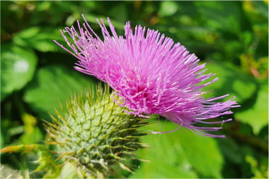 EXTRAKT AUS MARIENDISTEL