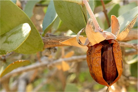 ESTERS DE JOJOBA HYDROLYSÉS