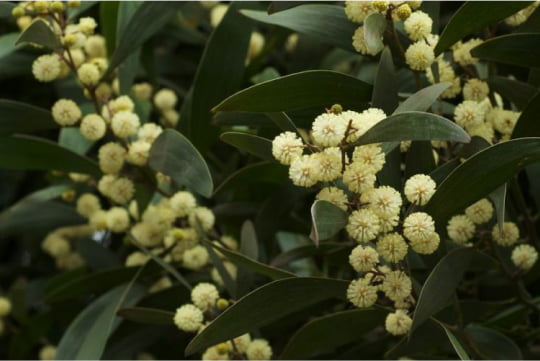 ESTRATTO DI SEMI DI ACACIA NERA