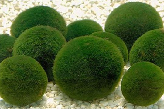 Marimo Moss Balls Review - Lisa Shea Blog