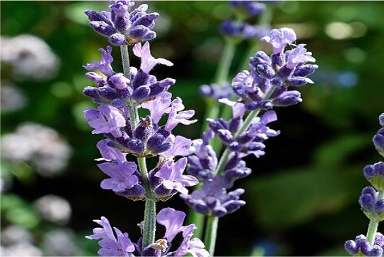 LAVANDULA EXTRACT