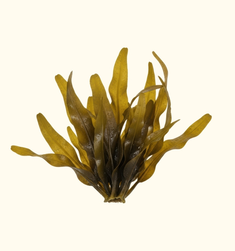  Helionori® Alga 