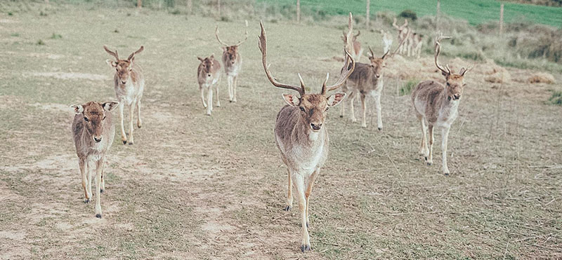 Conoce la Reserva Wild Forest y cómo puedes colaborar Conoce la Reserva Wild Forest y cómo puedes colaborar